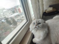 Scottish longhair oğlum