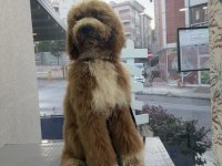 Full eğitimli 6 aylık dev poodle erkek yavru