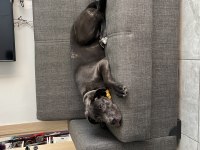 3 aylık erkek cane corso