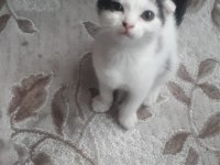 KEDİMİZİ SAHİPLENDİRMEK İSTİYORUZ ACİLL