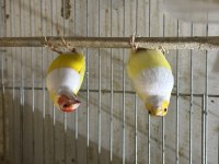 Goldian Finch ve ispinoz türleri
