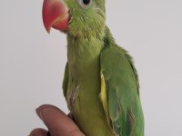 El besleme bebek pakistan papağanlar