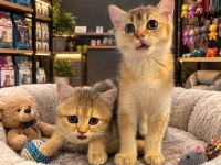 Mükemmel güzellikte british shorthair golden yavrular