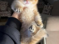 British shorthair Ny11 golden dişi erkek