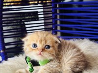 Scottish Fold golden tabby