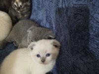 Scottish fold blue point