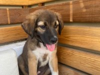 3 aylık sevimli yavru köpeğimiz