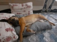 Fino köpeğimiz
