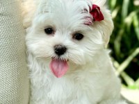 Maltese puppies 1 kg