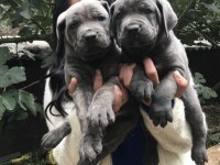 Blue Dev Gibi Cane Corso Yavrularımız