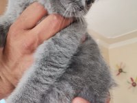 British Shorthair 50 Günlük