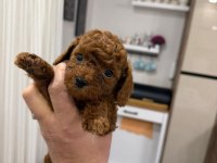 EN GÜZEL TOY POODLE YAVRULAR ANKARA MAĞAZAMIZDA GÖRÜN
