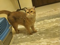 1 yaşında golden dişi british shorthair