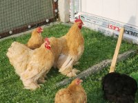 Buff Cüce Cochin Anaç ve Kuluçkalık Yumurta Bulunur