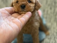 Toy poodle köpeği