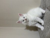 Beyaz saf kan maine coon yavruları xxl