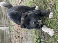 Amerikan Akita Safkan Yavrumuz