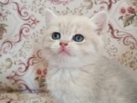 3 aylık erkek oyuncu british shorthair gold