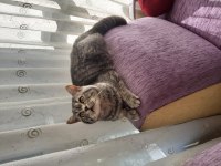 ERKEK SCOTTİSH STRAİGHT KEDİMİ SAHIPLENDIRIYORUM