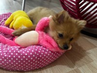 Acil yavru spitz