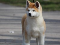 Japonların Gözbebeği Olan Japon Akita Yavruları 