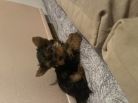 Safkan minik Yorkshire terrier