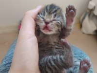 Scottish fold oğlum badem