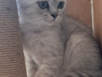 Scottish Fold Silver Erkek