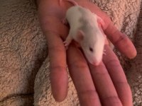 FARELİ KÖYÜN KAVALCISINDAN EVCİL RAT FARELERİ