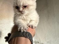 ANNE BABA SAF ÇOK GÜZEL YAVRULAR