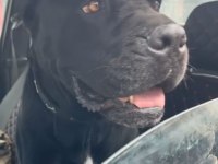 SAFKAN CANE CORSO