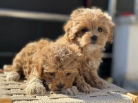 Ankrada Yasal Ruhsatlı Çiftlikden Maltipoo Yavrularımız