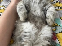British Golden Longhair