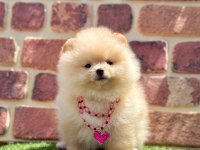 Show Kalite Pomeranian Boo Köpekler