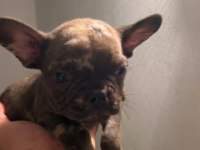 Renk Ve Anatomi Güzeli Exotic French Bulldog Yavrular