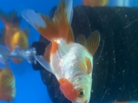 Bebek yüz oranda