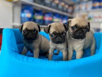  SAF KAN PUG MOPS YAVRULAR 