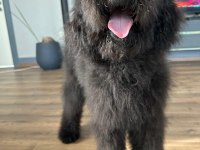 Dev labradoodle 4,5 aylık erkek aile köpeği