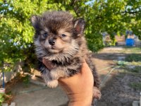 Dişi pomeranian boo yavru