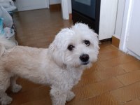 Kızanda olan dişi köpeğime çiftleşecek erkek