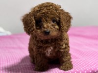KORE KAN TOY POODLE SAHİPLENDİRME