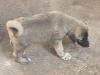 ÇİFT HARİKA KANGAL YAVRUSU