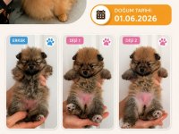 Orijinal Saf Pomeranian Boo