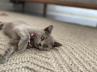 3.5 aylık dişi british shorthair