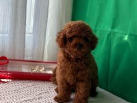 Kore ve toy poodle bebekler