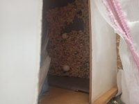 Eşli muhabbet kuşu