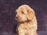 Maltipoo çikolatalı gofretler ruhsatlı çiftlik