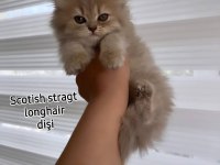 Scottish fold dişi