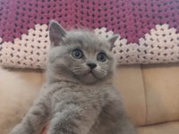 British shorthair ve blue point