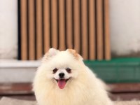 1 yaşında dişi üst kalite part color pomeranian